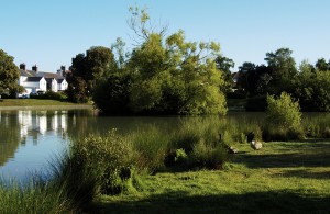 Hailsham Common Pond in Bellbanks Road