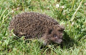 Public doamin photo of a hedgehog - Hedgehog Awareness Week 2024